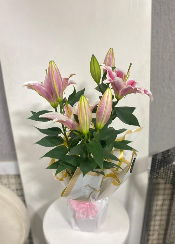 SAKSIDA LİLYUM PEMBE RENK 
