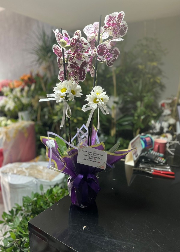 Mor Kırçıllı Orkide 